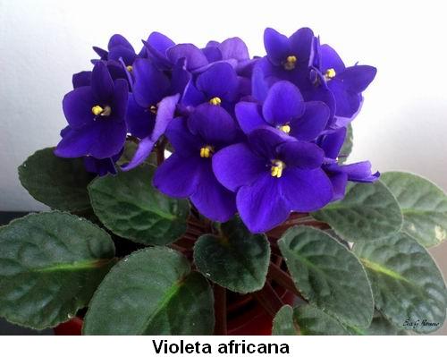 Violeta africana.jpg